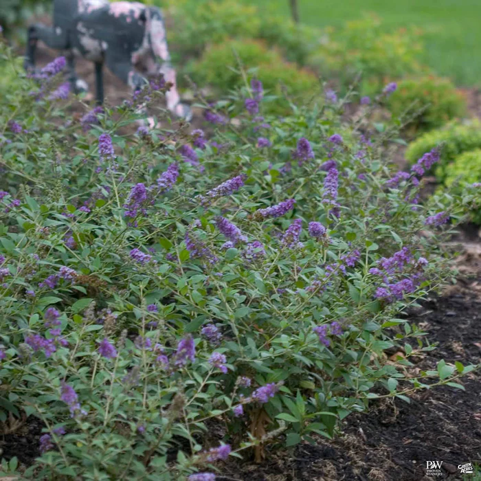 Lo & Behold 'Blue Chip' Butterfly Bush