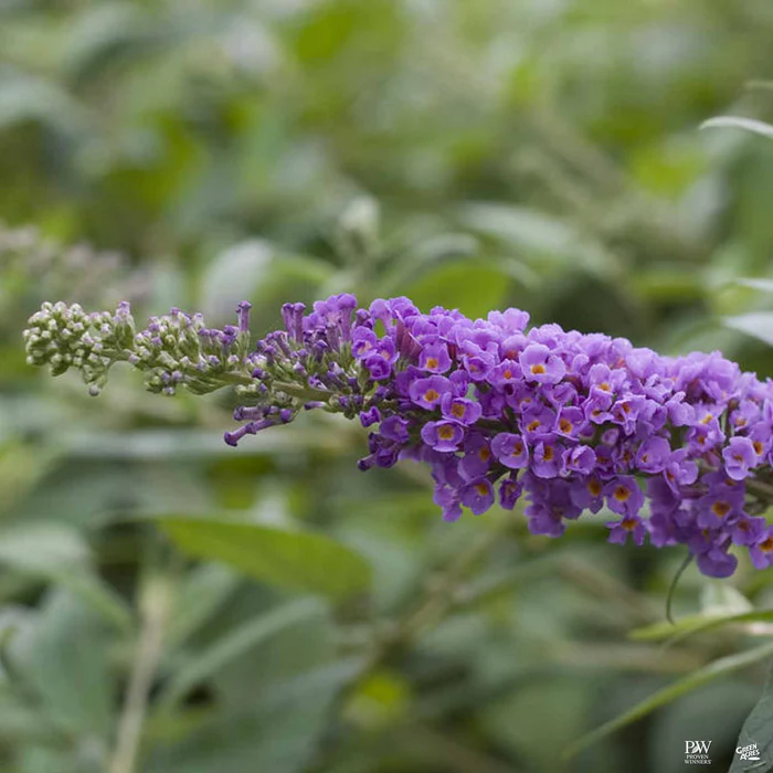 Lo & Behold 'Blue Chip' Butterfly Bush