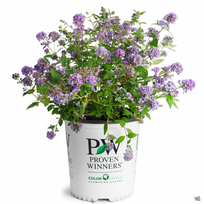 Lo & Behold 'Blue Chip' Butterfly Bush