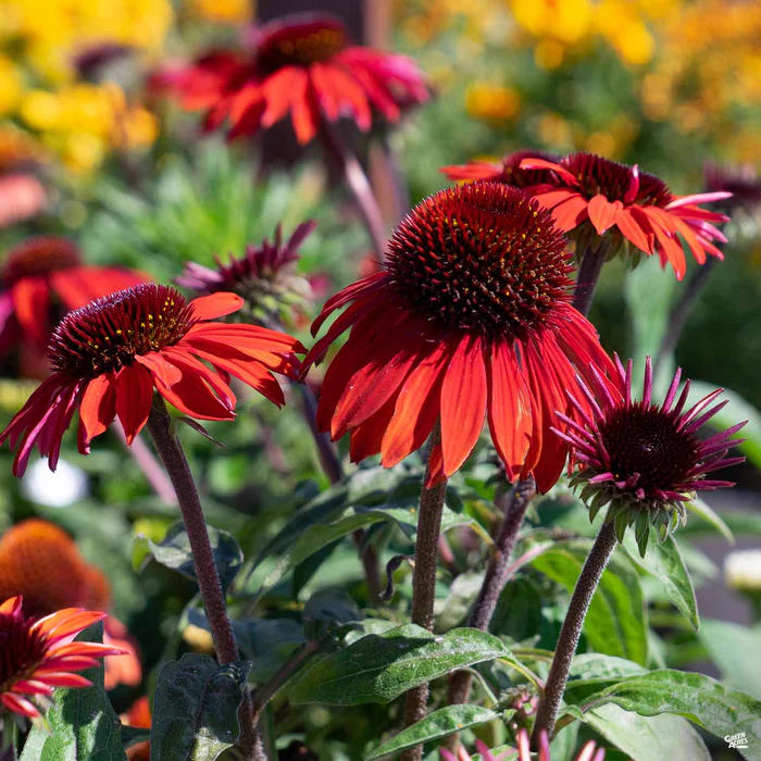 Sombrero Sangrita Coneflower