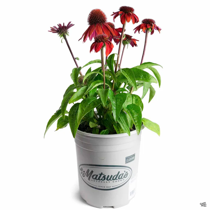 Sombrero Sangrita Coneflower