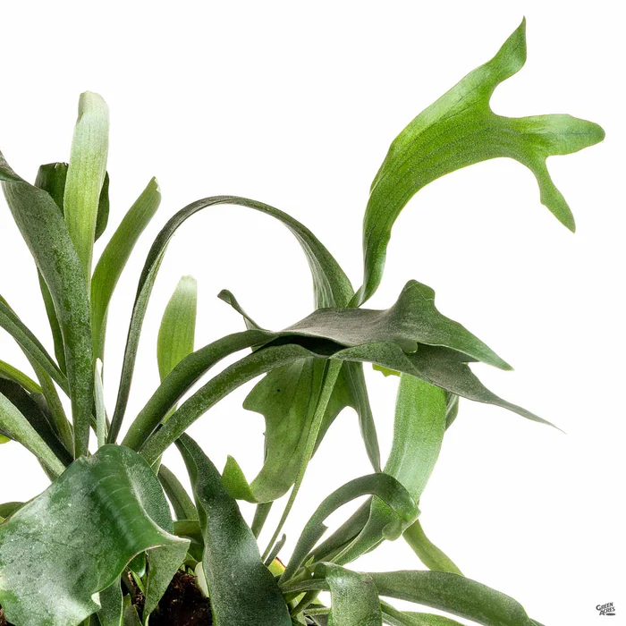 2698-mounted-staghorn-fern-1.webp Mounted Staghorn Fern
