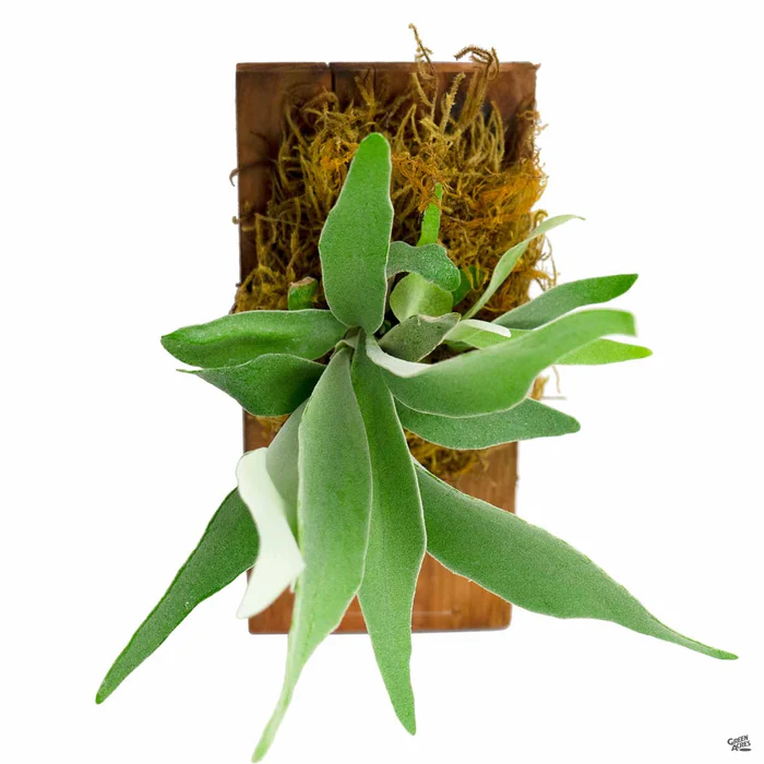 2698-mounted-staghorn-fern-2.webp Mounted Staghorn Fern