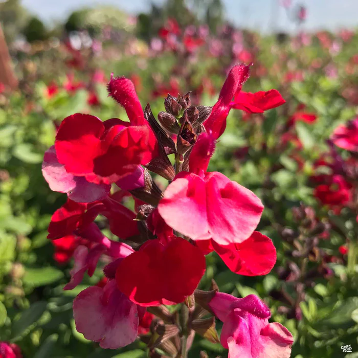 Sage 'Mirage'