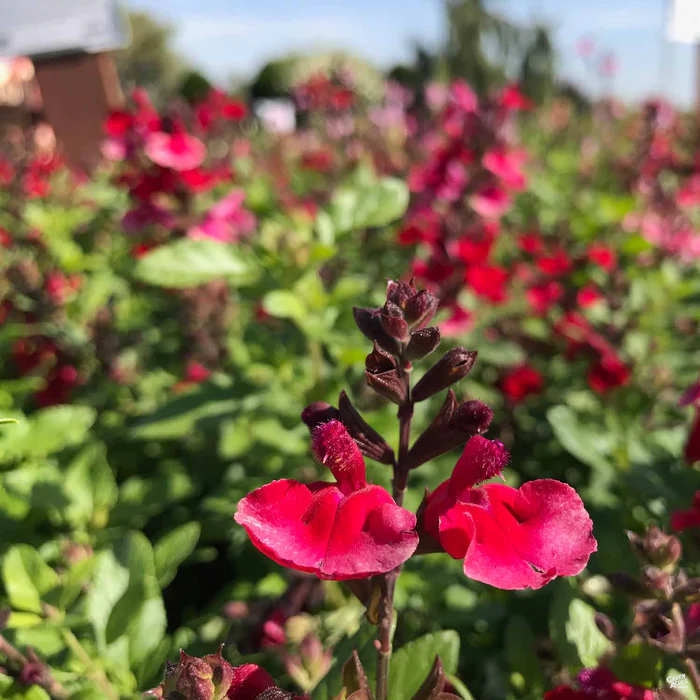 Sage 'Mirage'