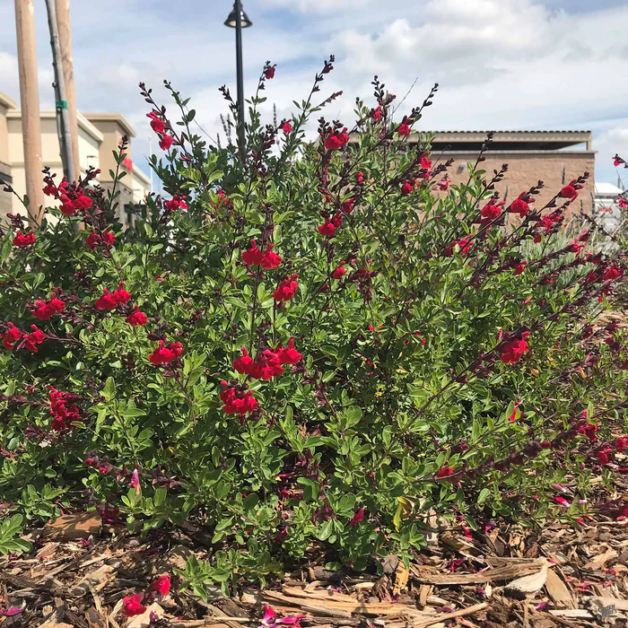 Sage 'Mirage'