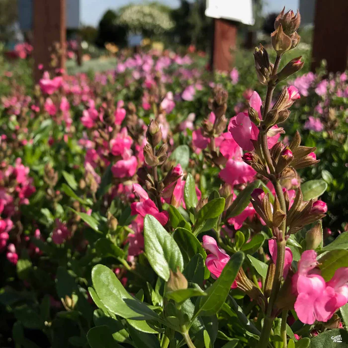 Sage 'Mirage'
