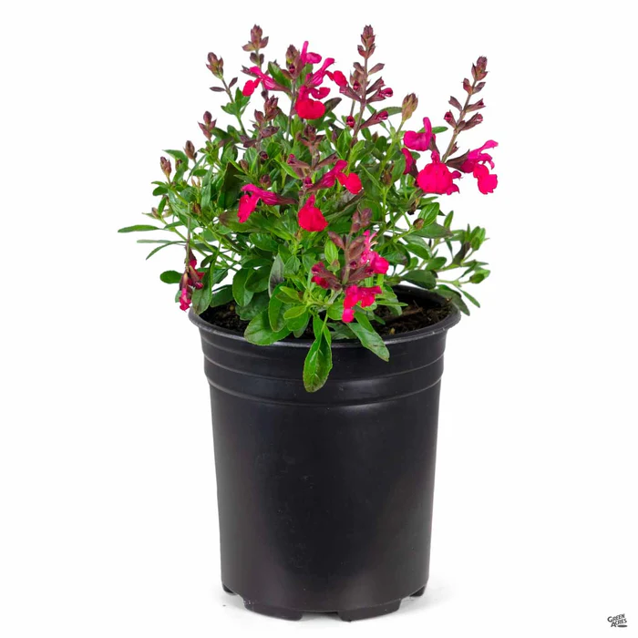 Sage 'Mirage'