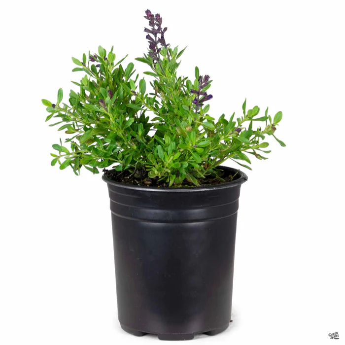 Sage 'Mirage'