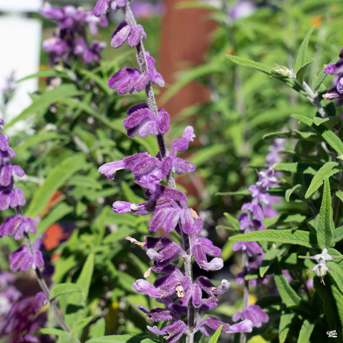 2700-mexican-bush-sage-santa-barbara-1.webp Mexican Bush Sage 'Santa Barbara'