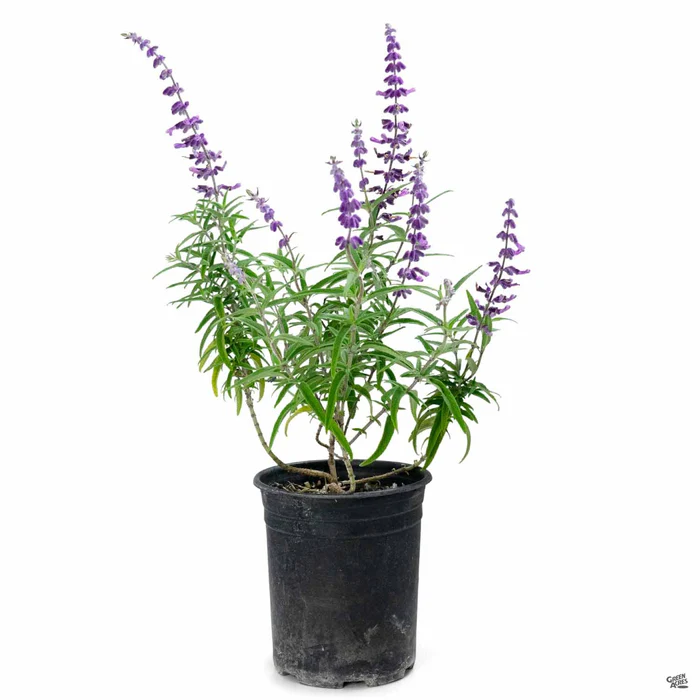 2700-mexican-bush-sage-santa-barbara-2.webp Mexican Bush Sage 'Santa Barbara'