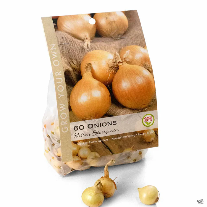 Onion 'Stuttgarter'