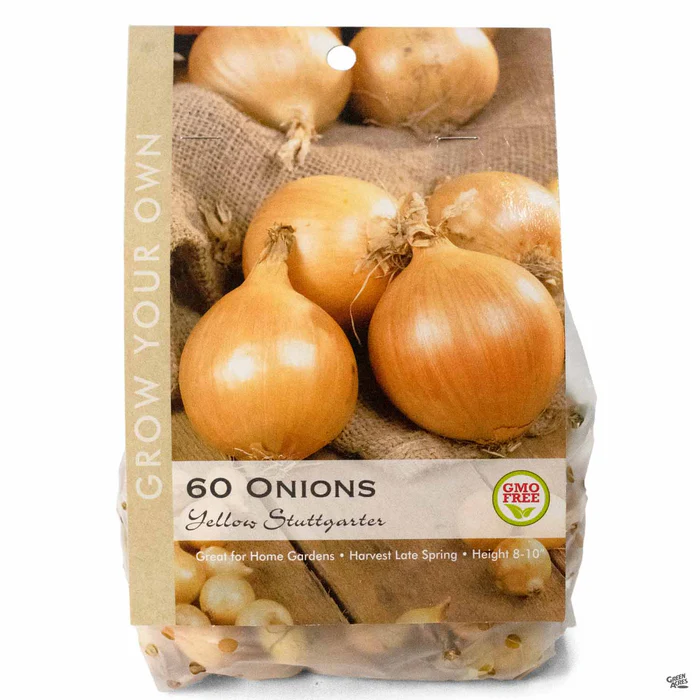 Onion 'Stuttgarter'