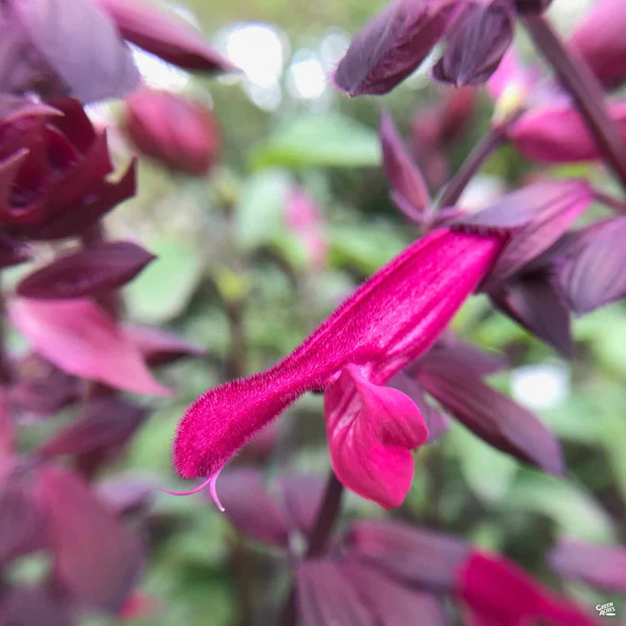 2703-salvia-love-amp-wishes-1.webp Salvia 'Love & Wishes'