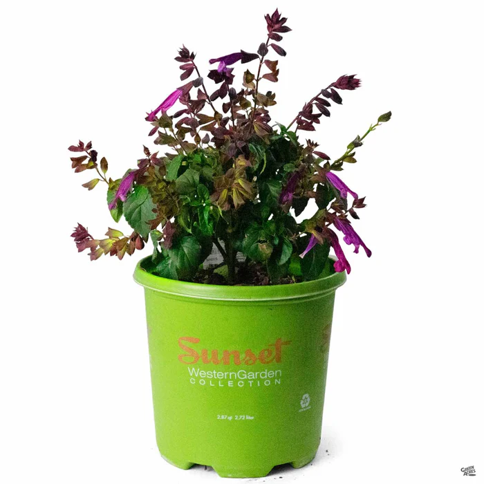 2703-salvia-love-amp-wishes-2.webp Salvia 'Love & Wishes'