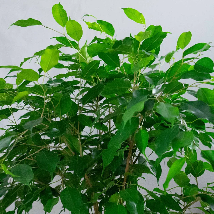 Weeping Fig
