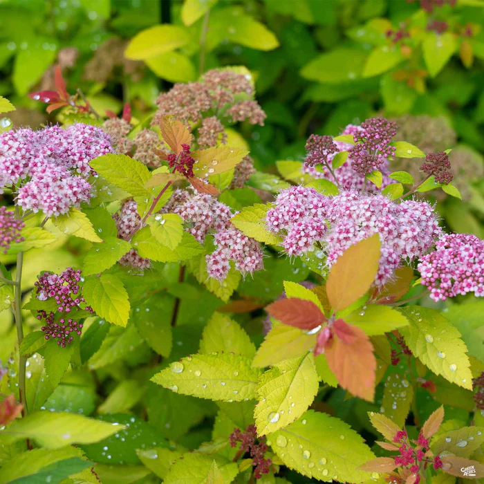 2708-double-play-candy-corn-spirea-1.webp Double Play Candy Corn Spirea