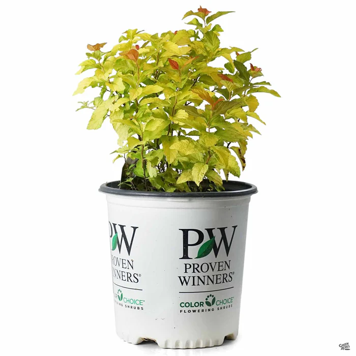 2708-double-play-candy-corn-spirea-2.webp Double Play Candy Corn Spirea