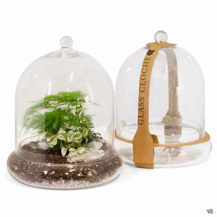 Terrarium Cloche 10"