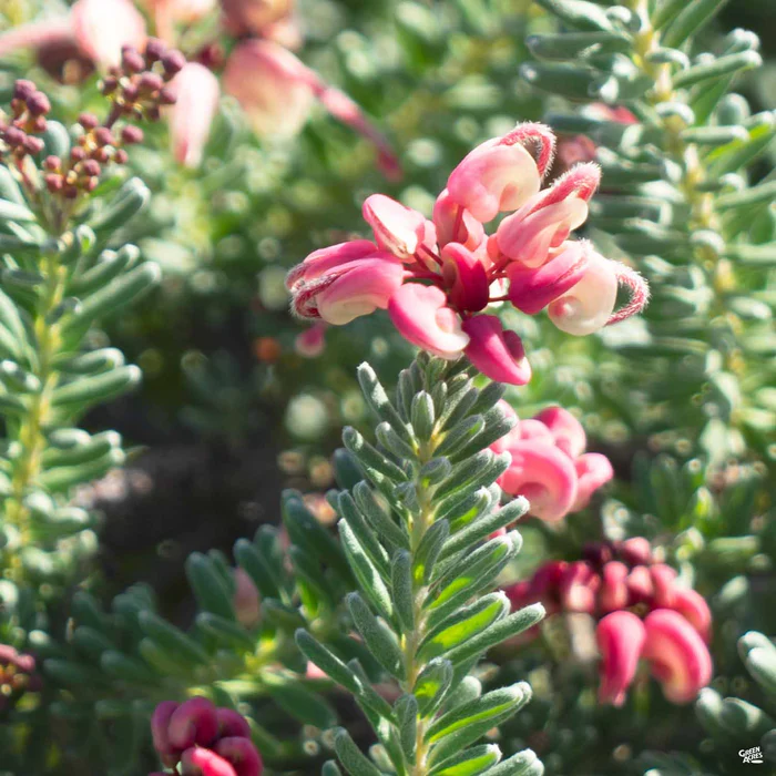 Grevillea 'Mt. Tamboritha'
