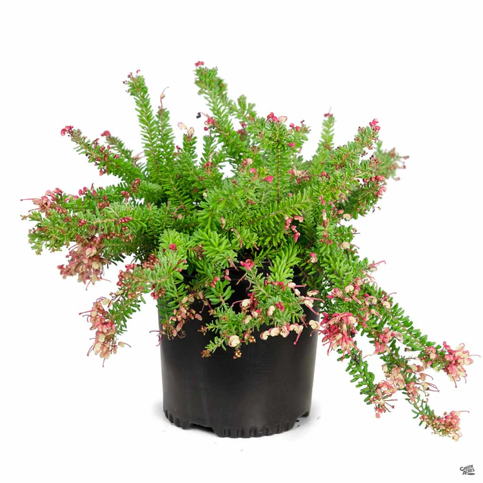 Grevillea 'Mt. Tamboritha'