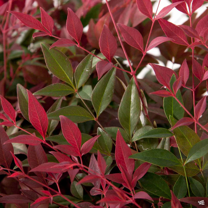 Heavenly Bamboo 'Flirt' | Sunset