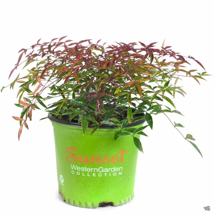 Heavenly Bamboo 'Flirt' | Sunset