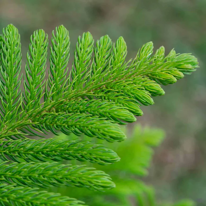 2763-norfolk-island-pine-1.webp Norfolk Island Pine