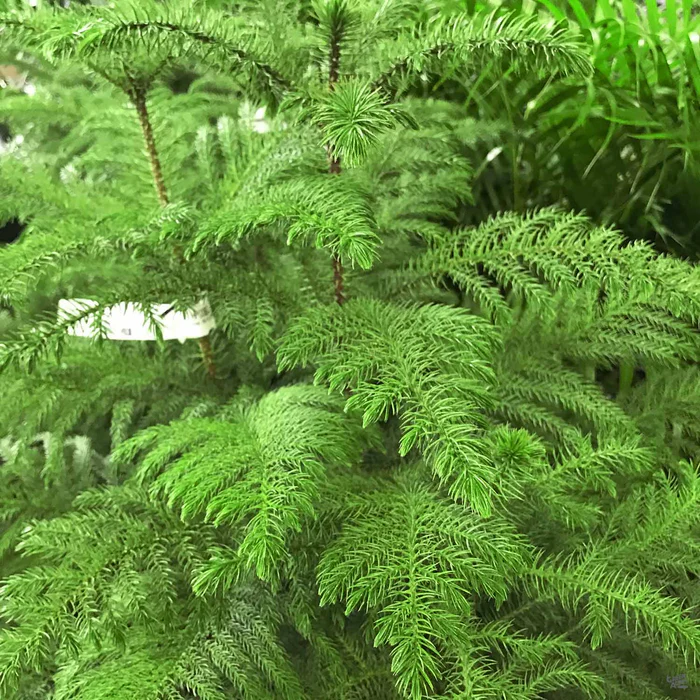 2763-norfolk-island-pine-2.webp Norfolk Island Pine
