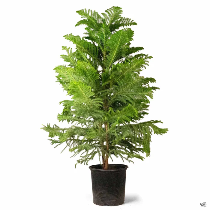 2763-norfolk-island-pine-3.webp Norfolk Island Pine
