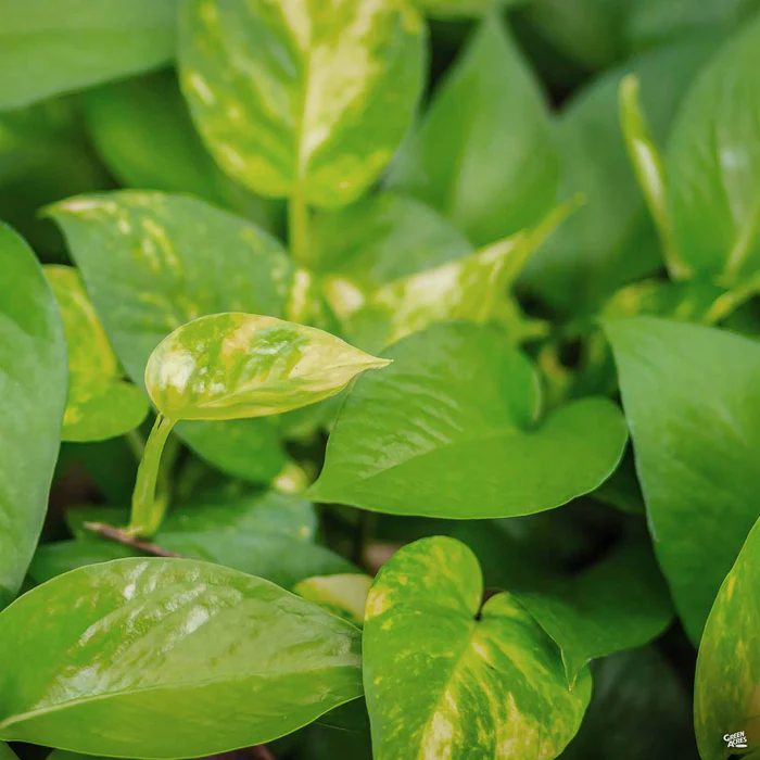 2766-golden-pothos-1.webp Golden Pothos