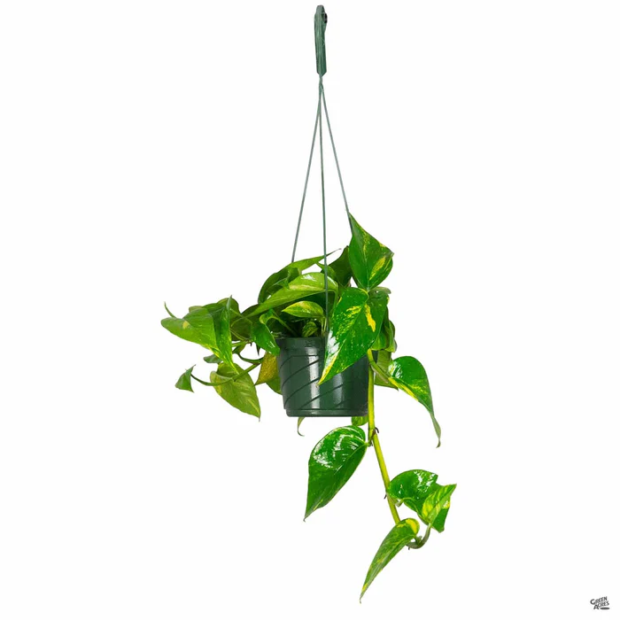 2766-golden-pothos-2.webp Golden Pothos