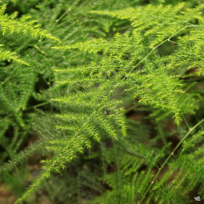 2770-ferns-assorted-1.webp Ferns Assorted