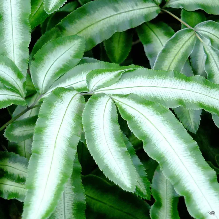 2770-ferns-assorted-3.webp Ferns Assorted
