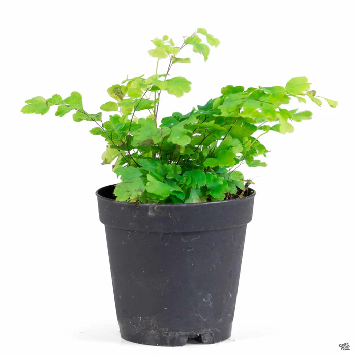 2770-ferns-assorted-4.webp Ferns Assorted