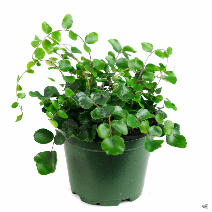 2770-ferns-assorted-5.webp Ferns Assorted