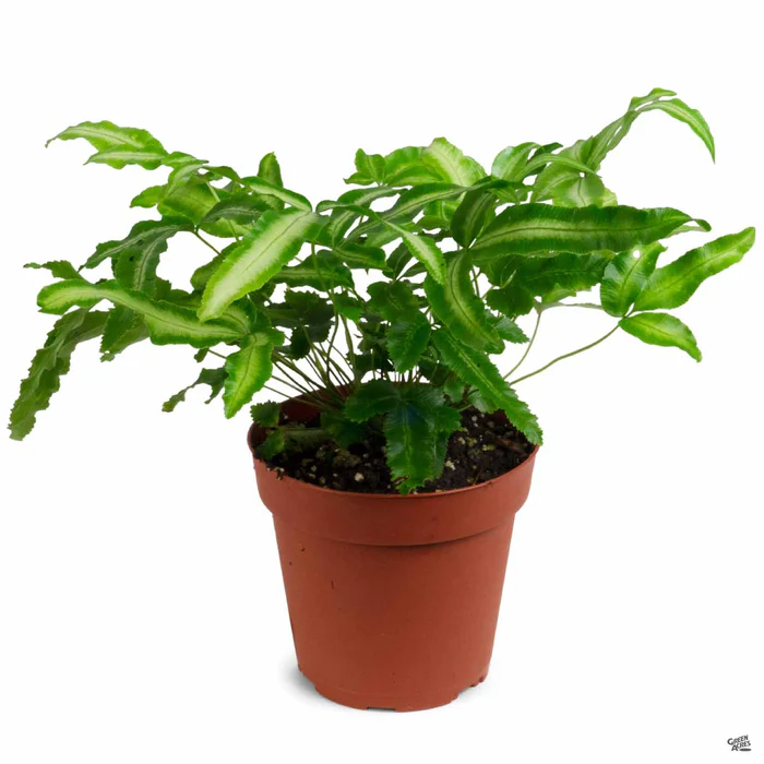2770-ferns-assorted-6.webp Ferns Assorted