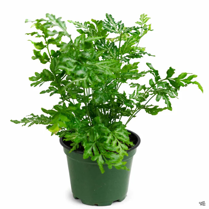 2770-ferns-assorted-7.webp Ferns Assorted