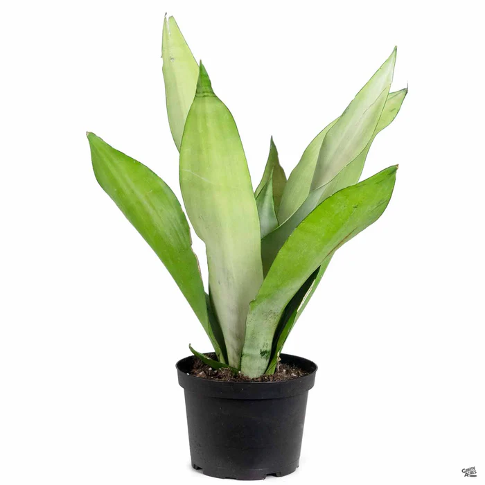 Snake Plant 'Moonshine'