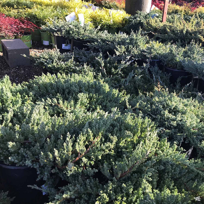 Juniper 'Green Mound'