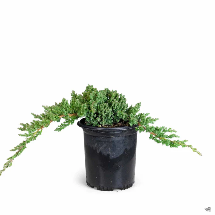 Juniper 'Green Mound'