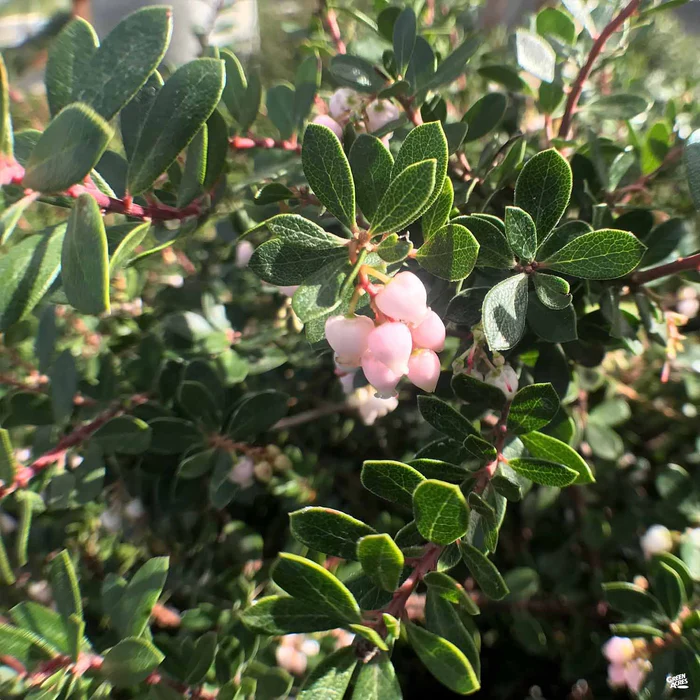 Manzanita 'Emerald Carpet'