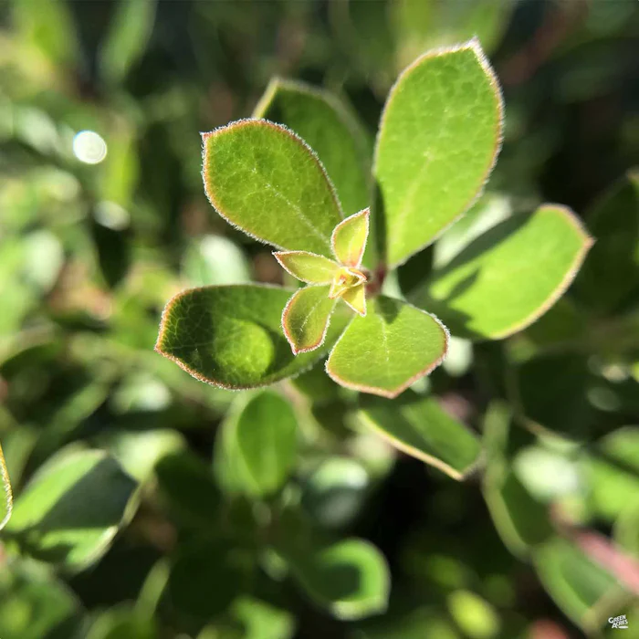 Manzanita 'Emerald Carpet'
