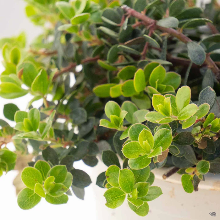 Manzanita 'Emerald Carpet'