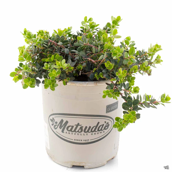 Manzanita 'Emerald Carpet'