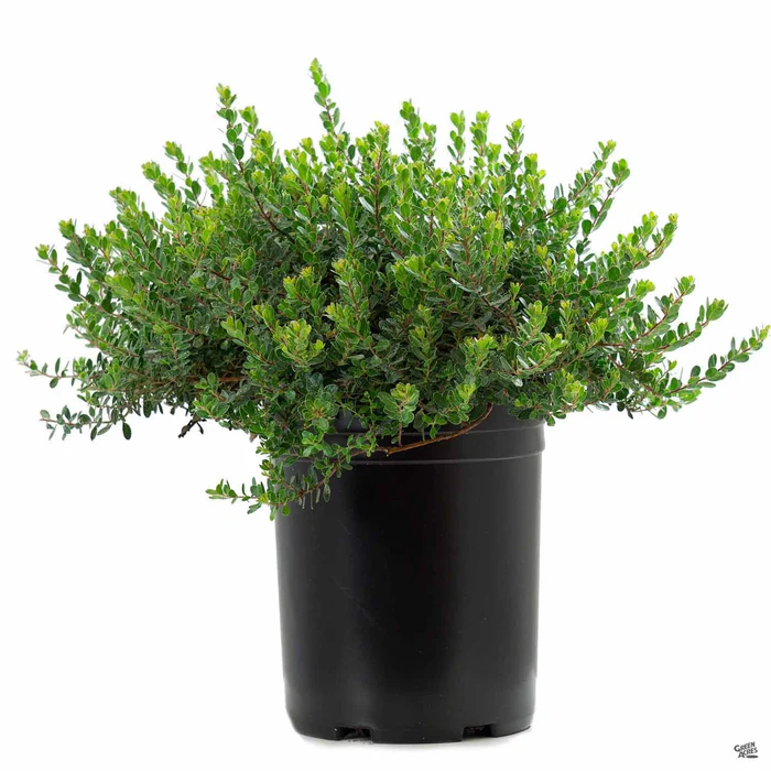 Manzanita 'Emerald Carpet'