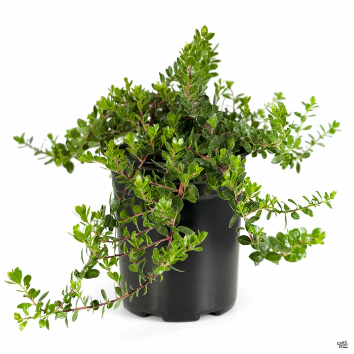 Manzanita 'Emerald Carpet'