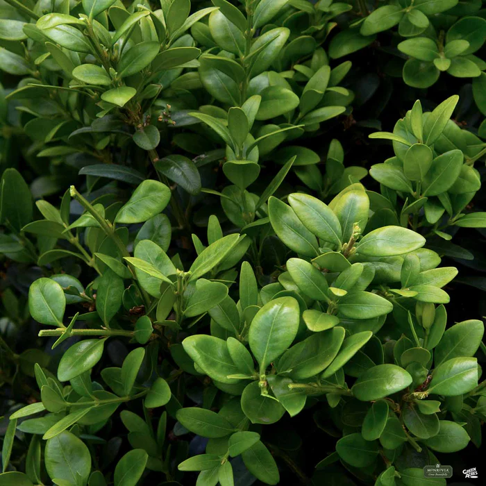 2840-green-tower-boxwood-monrovia-1.webp Green Tower Boxwood | Monrovia