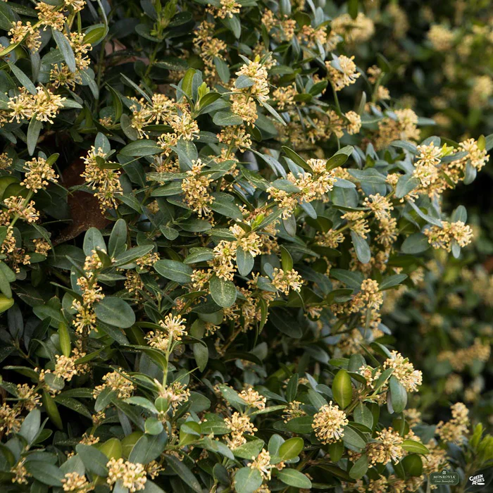 2840-green-tower-boxwood-monrovia-2.webp Green Tower Boxwood | Monrovia