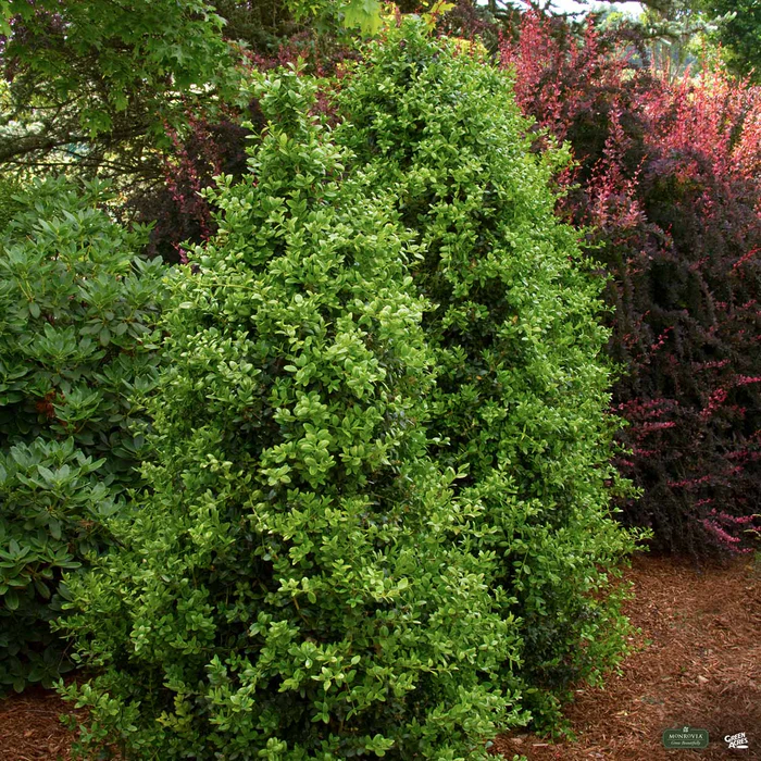 2840-green-tower-boxwood-monrovia-3.webp Green Tower Boxwood | Monrovia